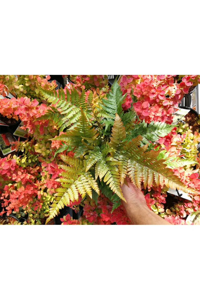 Narecznica czerwonozawijkowa| Dryopteris erythrosora