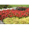 Sunpatiens (Niecierpek) 'Vigorous Red' | Impatiens