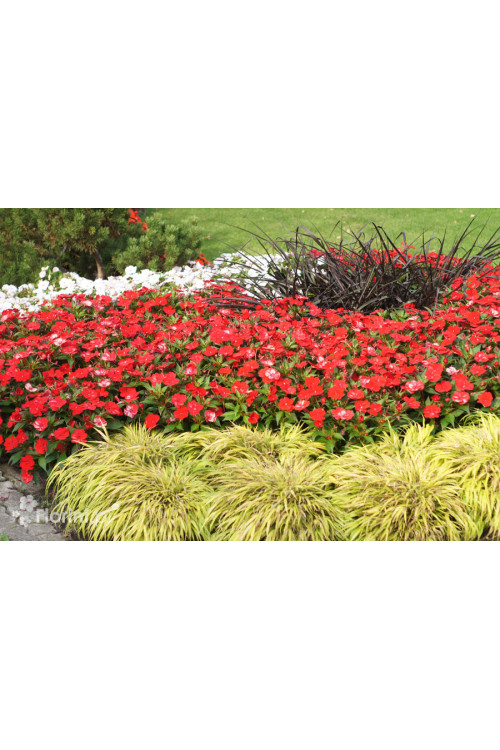Sunpatiens (Niecierpek) 'Vigorous Red' | Impatiens