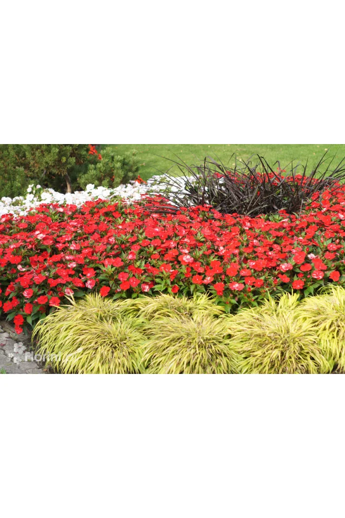 Sunpatiens (Niecierpek) 'Vigorous Red' | Impatiens