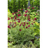 Knautia 'Red Knight' | Knautia macedonica