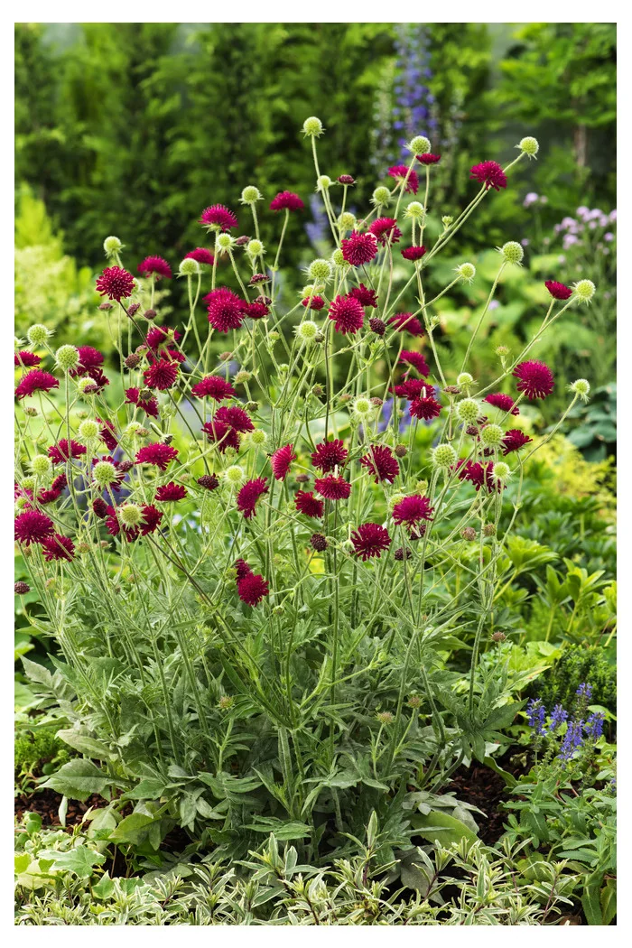 Knautia 'Red Knight' | Knautia macedonica