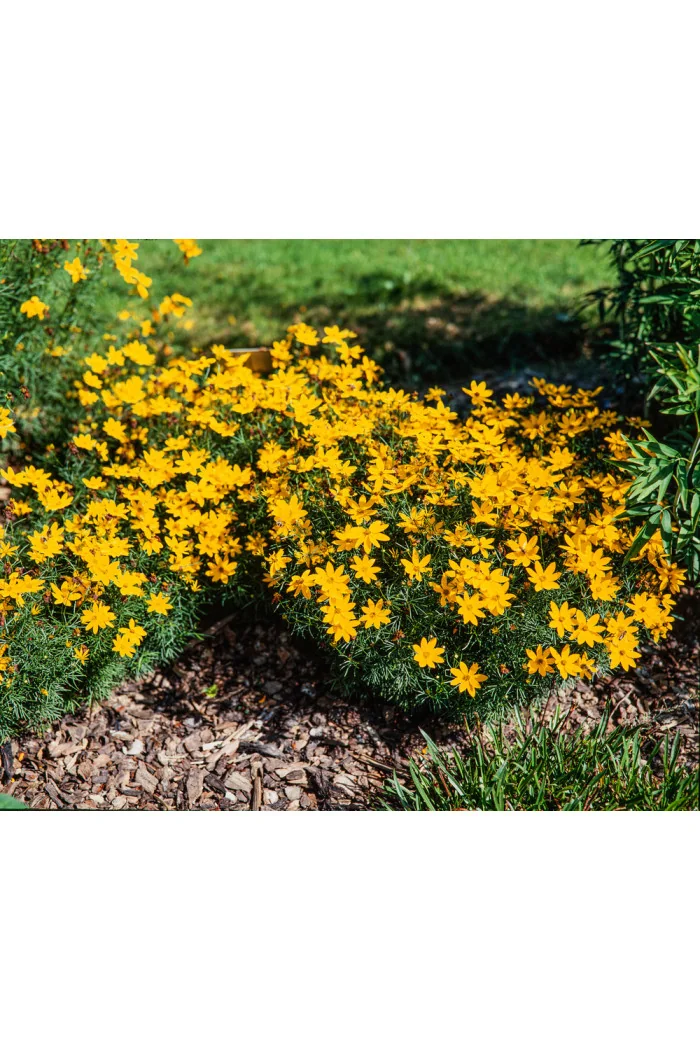 Nachyłek okółkowy 'Zagreb' | Coreopsis verticillata