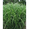 Miskant chiński 'Zebrinus' | Miscanthus sinensis