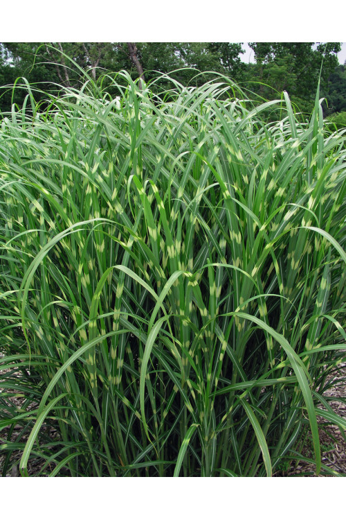 Miskant chiński 'Zebrinus' | Miscanthus sinensis