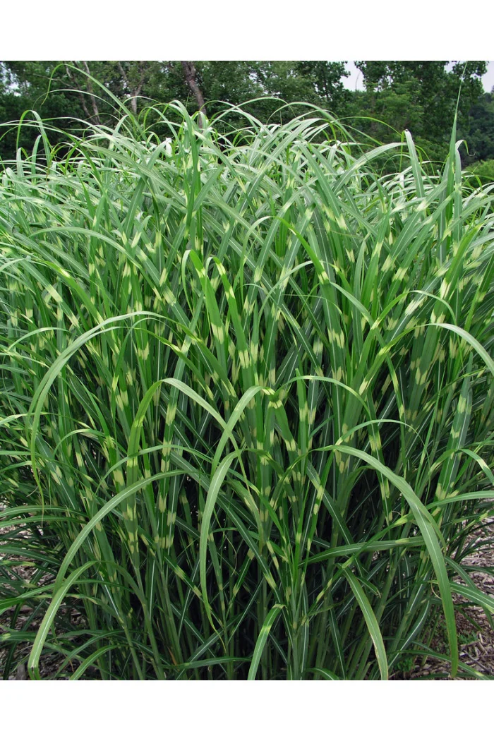 Miskant chiński 'Zebrinus' | Miscanthus sinensis