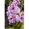 Dziewanna 'Rosie' | Verbascum