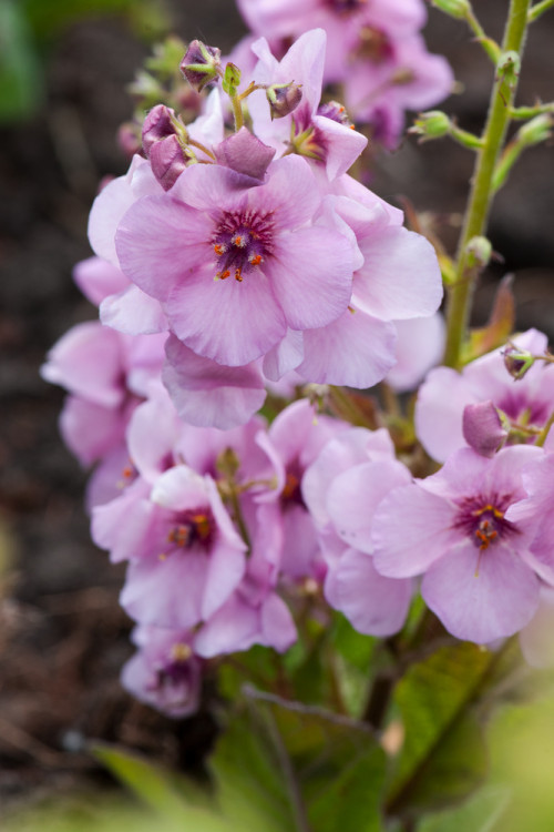 Dziewanna 'Rosie' | Verbascum