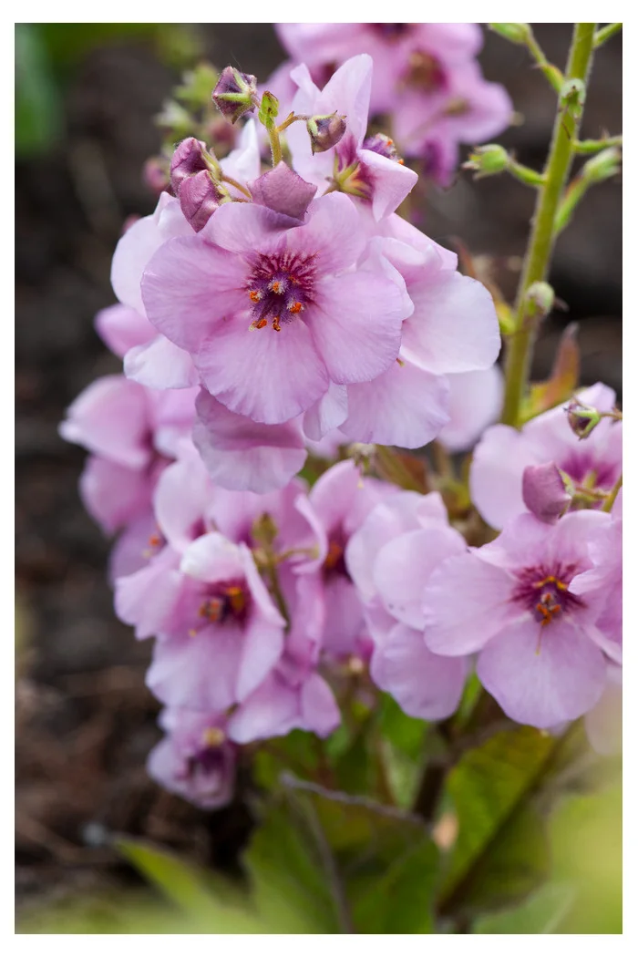 Dziewanna 'Rosie' | Verbascum