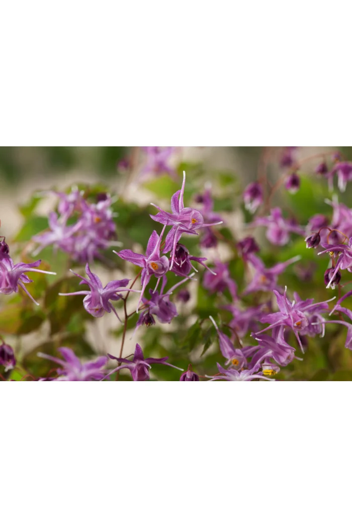 Epimedium wielkokwiatowe 'Lilafee' | Epimedium grandiflorum