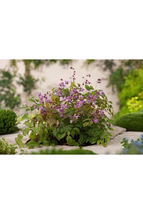 Epimedium wielkokwiatowe 'Lilafee' | Epimedium grandiflorum