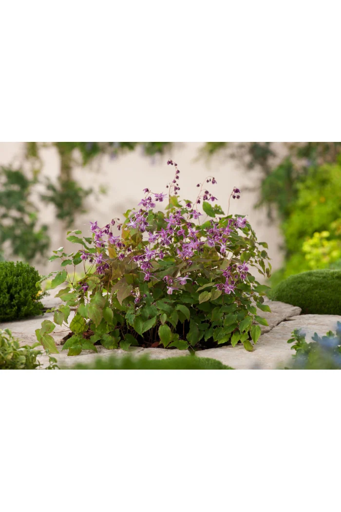 Epimedium wielkokwiatowe 'Lilafee' | Epimedium grandiflorum