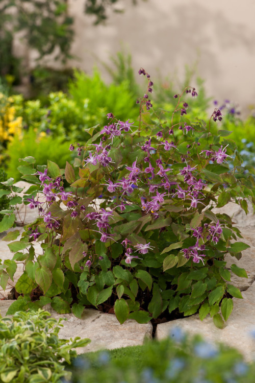 Epimedium wielkokwiatowe 'Lilafee' | Epimedium grandiflorum