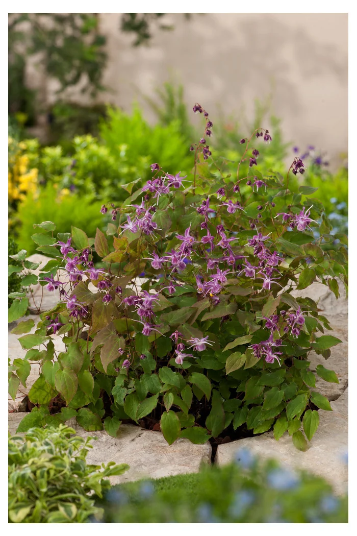 Epimedium wielkokwiatowe 'Lilafee' | Epimedium grandiflorum