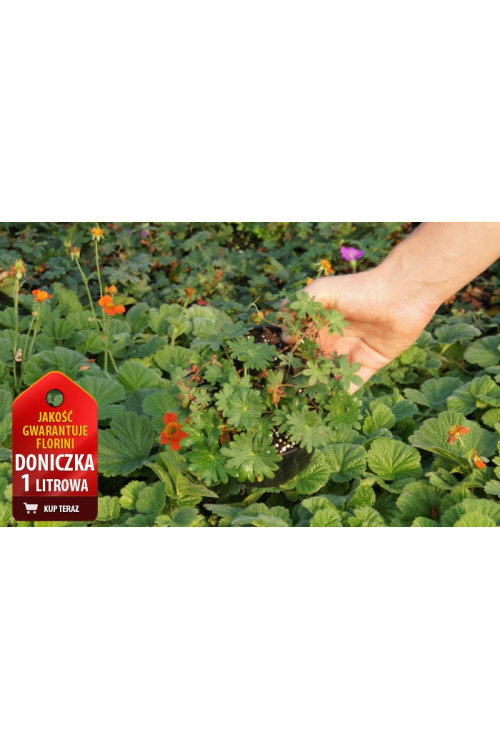 Bodziszek czerwony 'Lancastriense' Geranium sanguineum