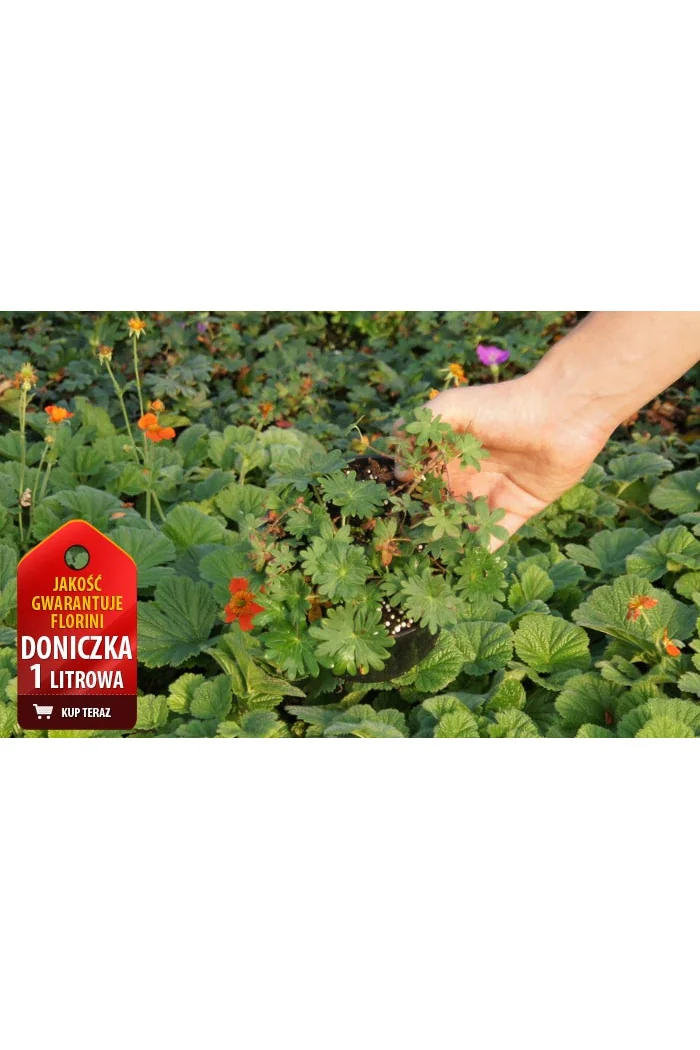 Bodziszek czerwony 'Lancastriense' Geranium sanguineum