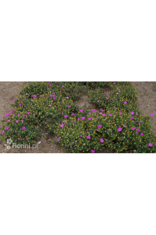 Bodziszek czerwony 'Max Frei' | Geranium sanguineum