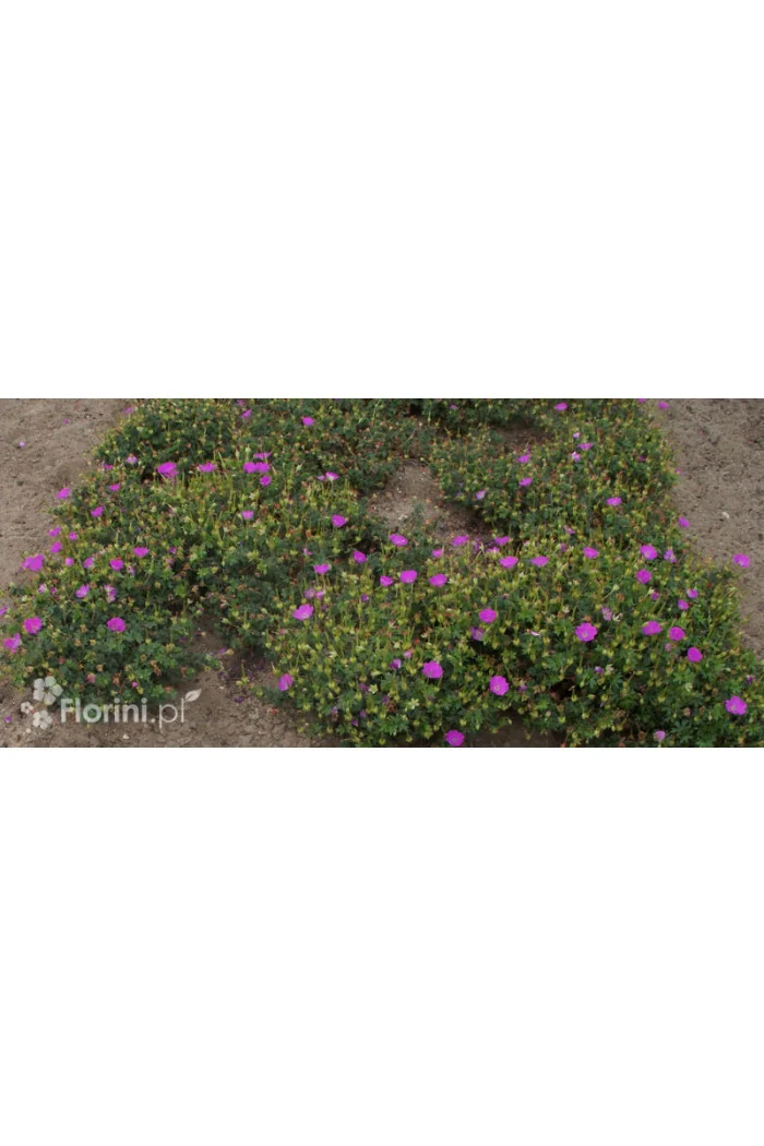 Bodziszek czerwony 'Max Frei' | Geranium sanguineum