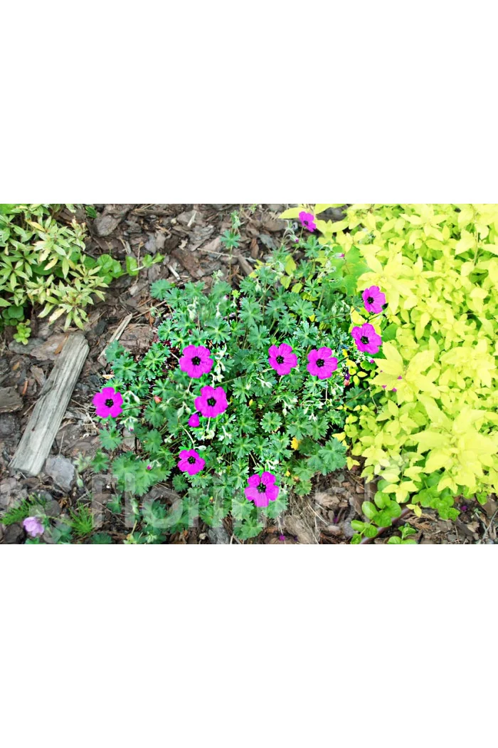 Bodziszek czerwony 'Max Frei' | Geranium sanguineum