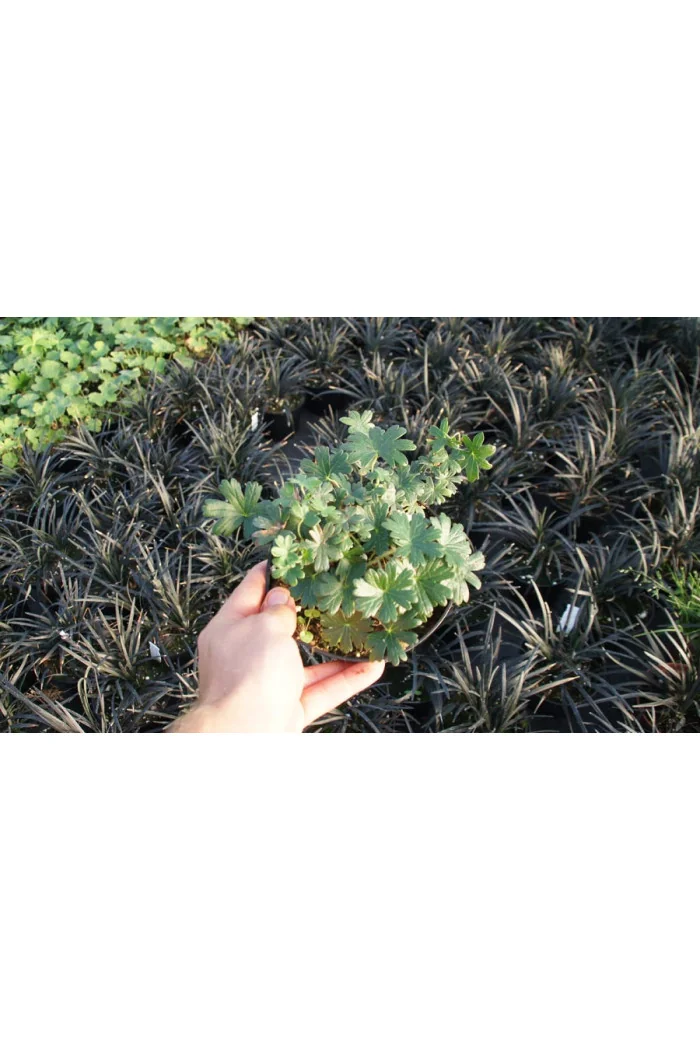 Bodziszek czerwony 'Max Frei' | Geranium sanguineum