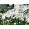 Rutewka 'Nimbus White' | Thalictrum