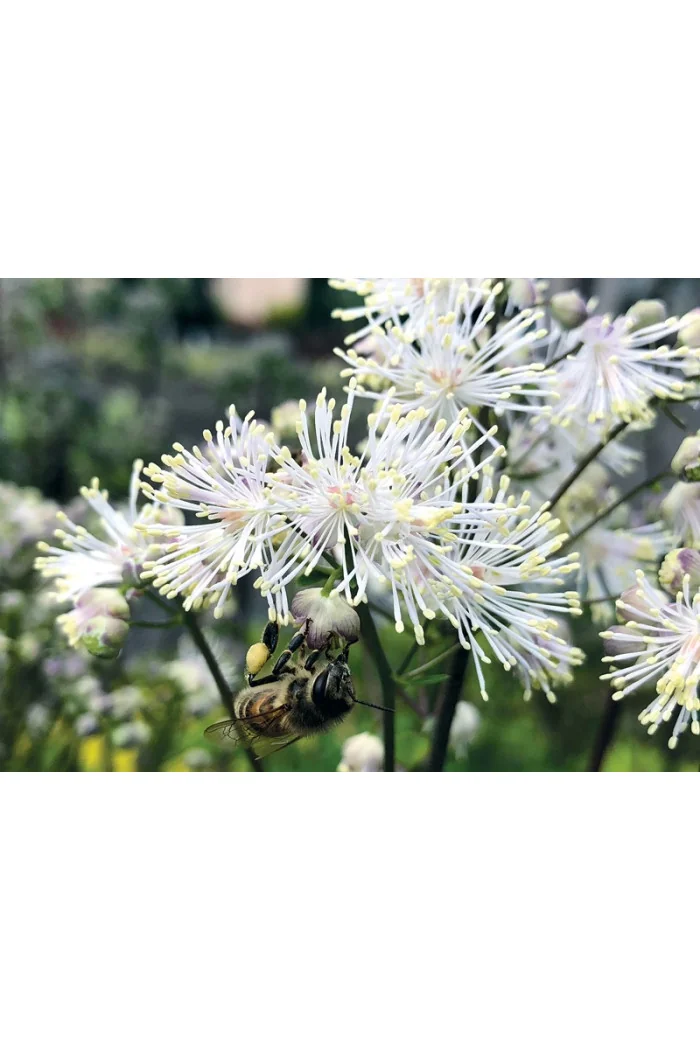 Rutewka 'Nimbus White' | Thalictrum