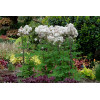 Rutewka 'Nimbus White' | Thalictrum