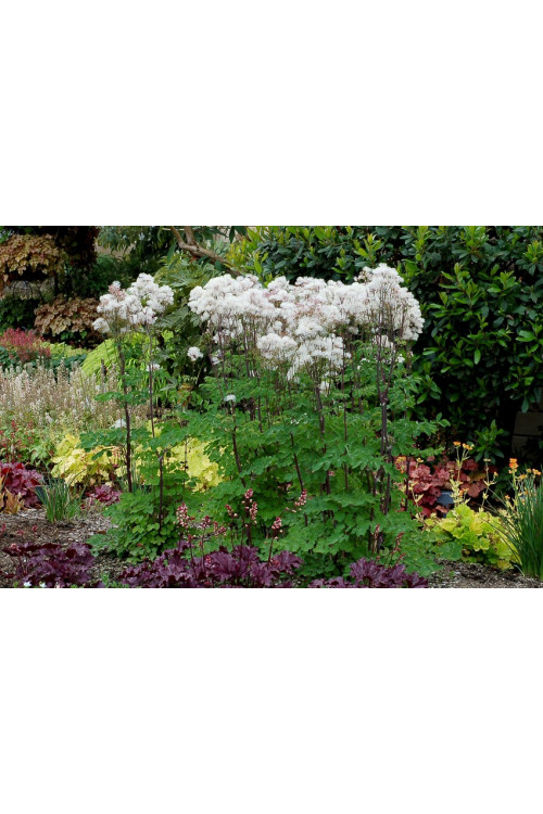 Rutewka 'Nimbus White' | Thalictrum