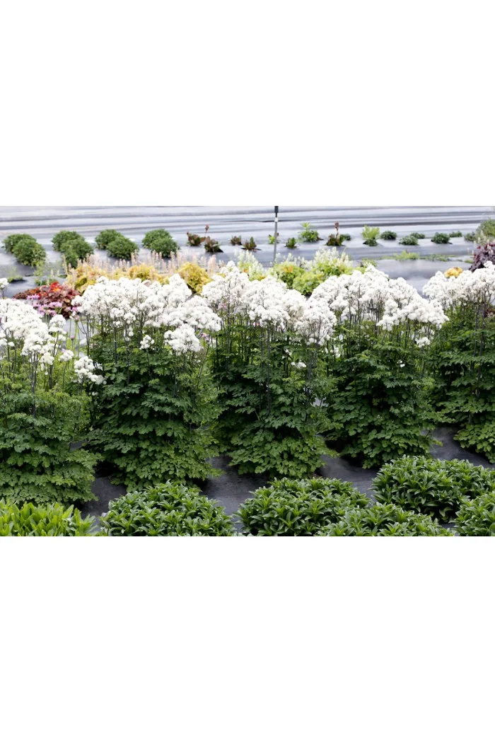 Rutewka 'Nimbus White' | Thalictrum