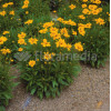Nachyłek lancetowaty 'Sterntaler' | Coreopsis lanceolata