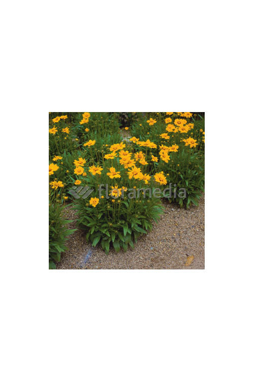 Nachyłek lancetowaty 'Sterntaler' | Coreopsis lanceolata