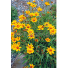 Nachyłek lancetowaty 'Sterntaler' | Coreopsis lanceolata
