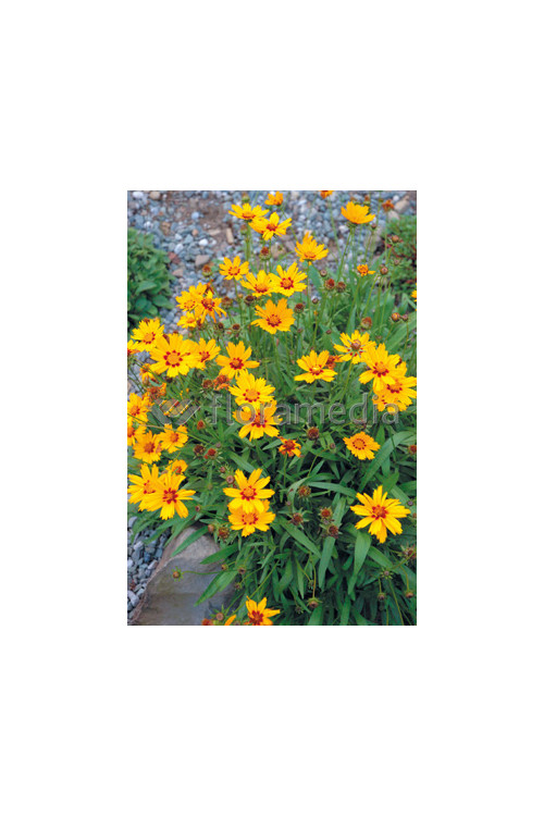 Nachyłek lancetowaty 'Sterntaler' | Coreopsis lanceolata