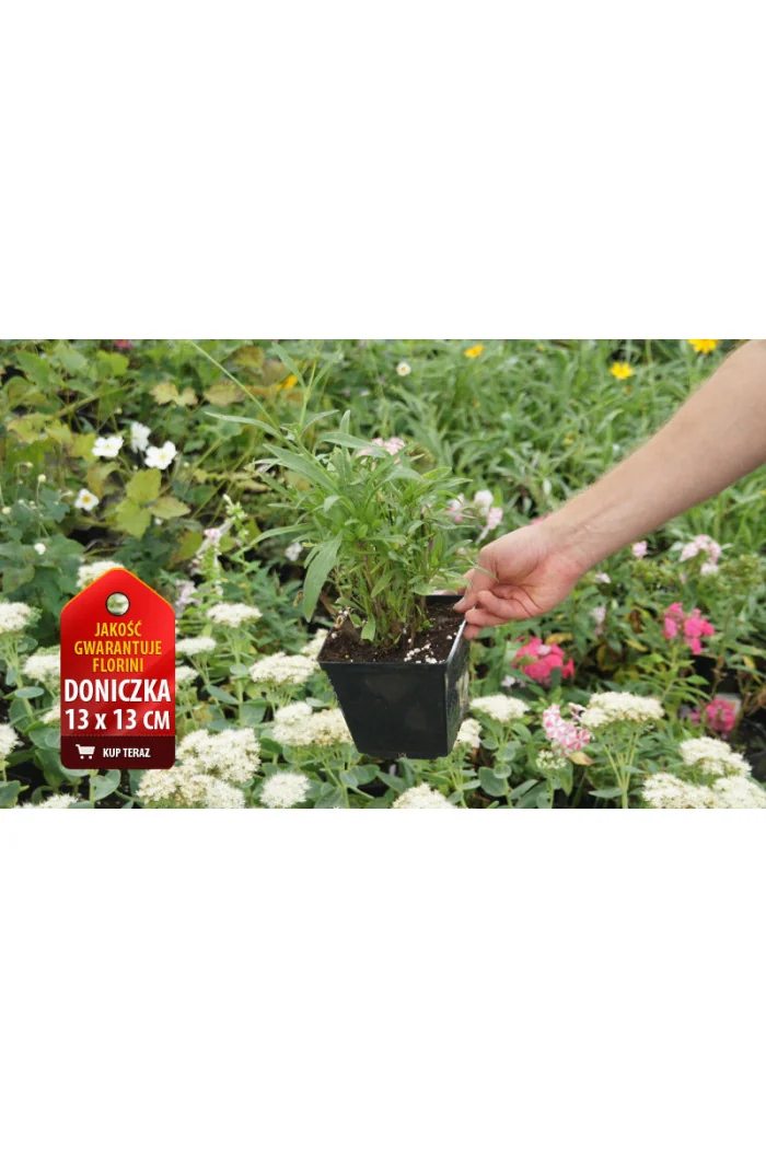 Nachyłek lancetowaty 'Sterntaler' | Coreopsis lanceolata