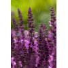 Szałwia omszona 'Salute Pink' | Salvia nemorosa