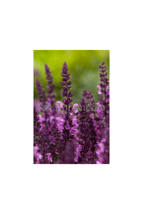 Szałwia omszona 'Salute Pink' | Salvia nemorosa