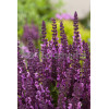Szałwia omszona 'Salute Pink' | Salvia nemorosa