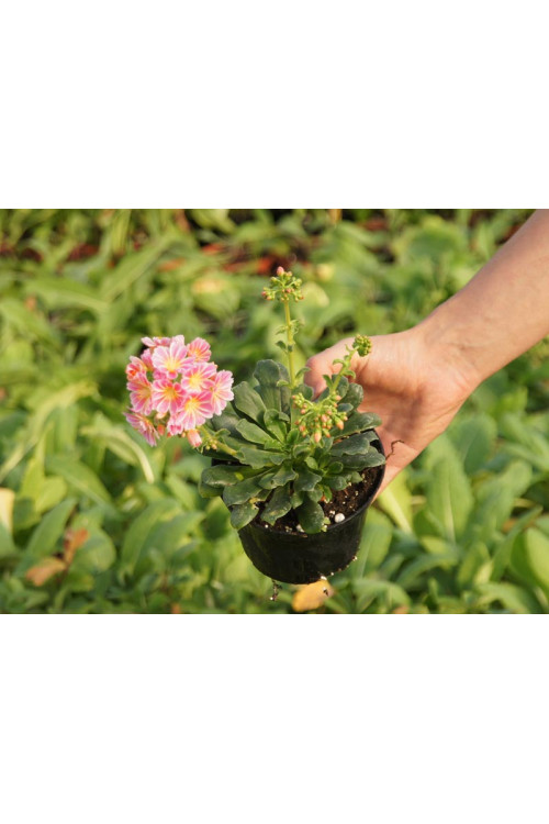 Lewizja długopłatkowa 'Little Plum' | Lewisia longipetala