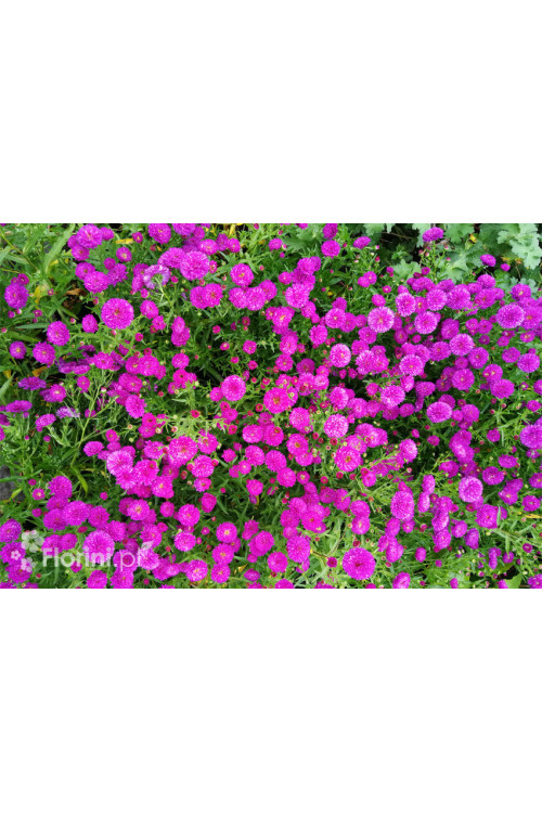 Aster nowobelgijski 'Henry I Pink' | Aster novi-belgii