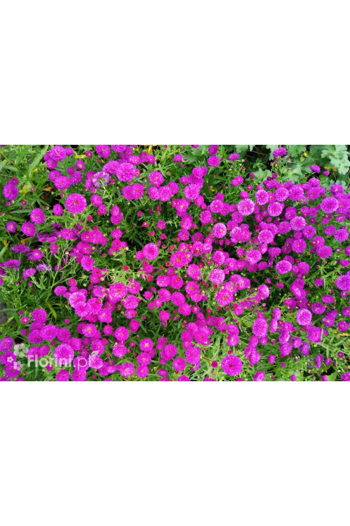 Aster nowobelgijski 'Henry I Pink' | Aster novi-belgii