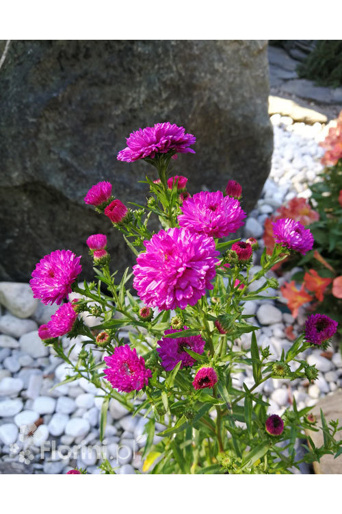 Aster nowobelgijski 'Henry I Pink' | Aster novi-belgii
