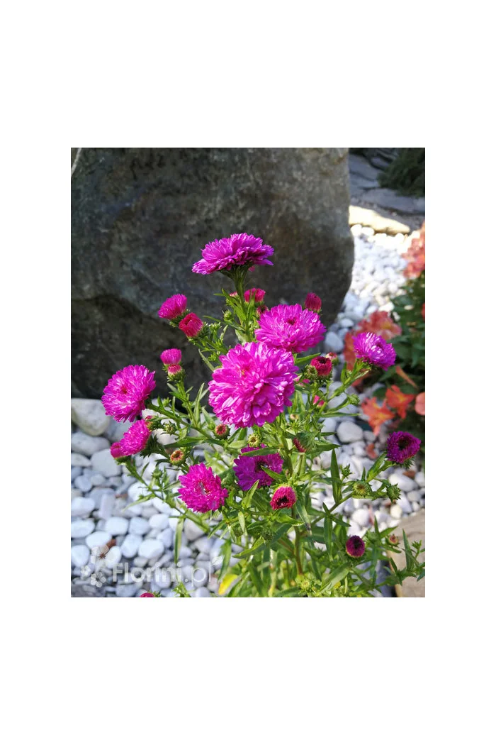 Aster nowobelgijski 'Henry I Pink' | Aster novi-belgii