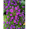 Aster nowobelgijski 'Henry I Purple' | Aster novi-belgii