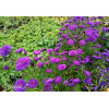 Aster nowobelgijski 'Henry I Purple' | Aster novi-belgii