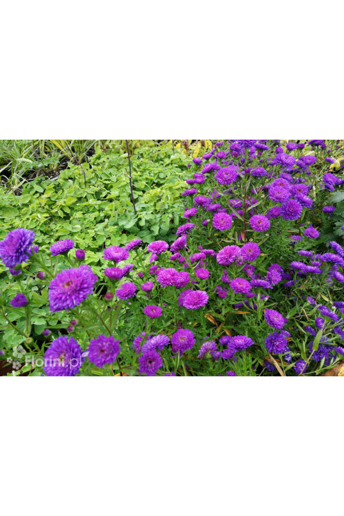 Aster nowobelgijski 'Henry I Purple' | Aster novi-belgii