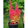 Berberys Thunberga 'Orange Ice' | Berberis thunbergii
