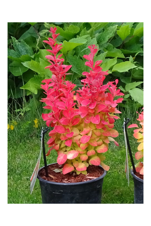Berberys Thunberga 'Orange Ice' | Berberis thunbergii