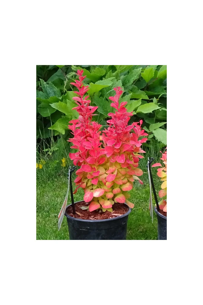 Berberys Thunberga 'Orange Ice' | Berberis thunbergii