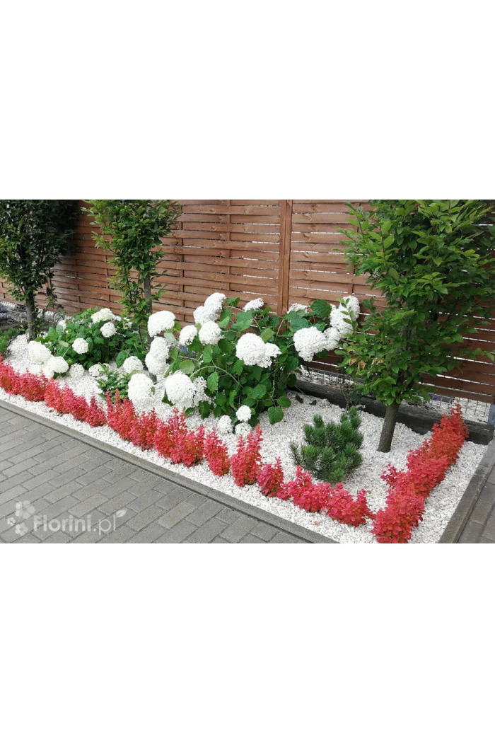 Berberys Thunberga 'Orange Ice' | Berberis thunbergii