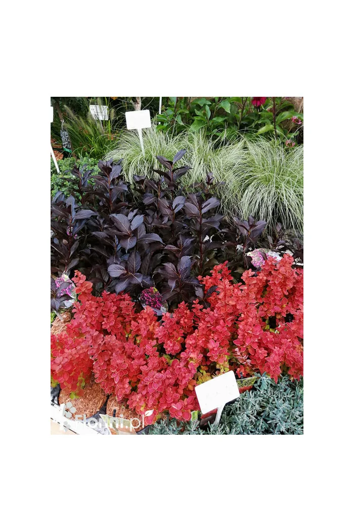 Berberys Thunberga 'Orange Ice' | Berberis thunbergii